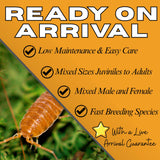 Bioactive Combo | 25 Powder Orange Isopods | 8oz Coco Temperate Springtails | Live Arrival Nationwide!