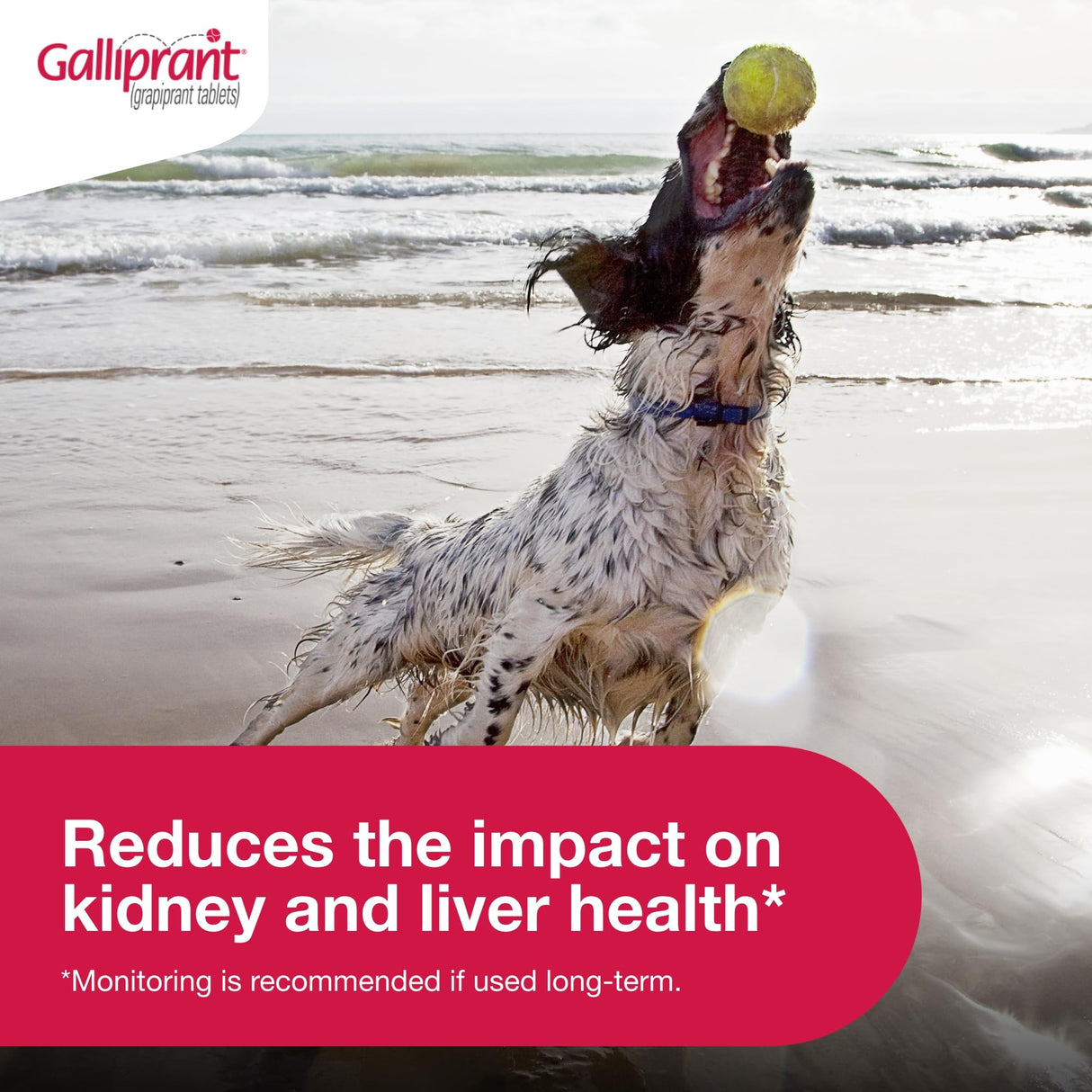 Galliprant Osteoarthritis Pain & Inflammation Control for Dogs | 20mg | 30 Flavored Tablets