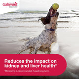 Galliprant Osteoarthritis Pain & Inflammation Control for Dogs | 20mg | 30 Flavored Tablets