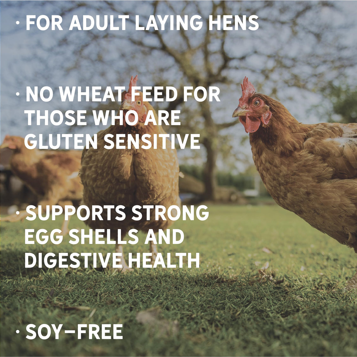 New Country Organics | Wheat-Free Chicken Feed 40lbs | Layer Feed for Laying Hens | Gluten-Free and Soy-Free | 17% Protein | Certified Organic and Non-GMO Chicken Food | 40 lbs