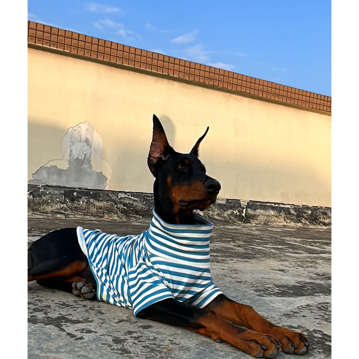 Turtleneck Dog Shirt Cute Doggie Embroidery Super Soft Dog Sweatshirt Stretchy Striped Puppy Pullover for Cats Small Medium Large Dogs (6X-Large, Blue Striped)