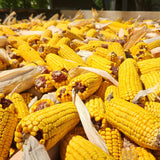 Himsel Farms Wildlife Treats,Ear Corn Kernels, Hand Packed Boxes, Squirrel Food, 10 Pound (Pack of 1), Yellow