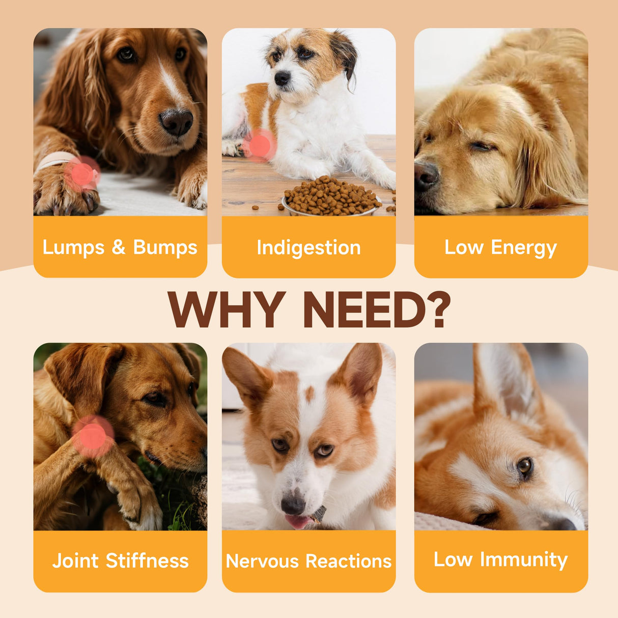 Mushroom for Dogs - with Turkey Tail Mushroom for Dogs, Lion’s Mane, Shiitake, 100g Powder, Immune & Digestive Health, Enhances Energy, Lumps & Bumps Supplement, Organic Mushrooms Supplement for Dog