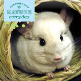 Oxbow Timothy Hay Bungalow, Rabbit & Guinea Pig Hideout, Edible & Hand-Woven Bunny House, No Wires or String, Small Pet Accessories, for Rabbits, Guinea Pigs, Chinchillas & Rats, Medium