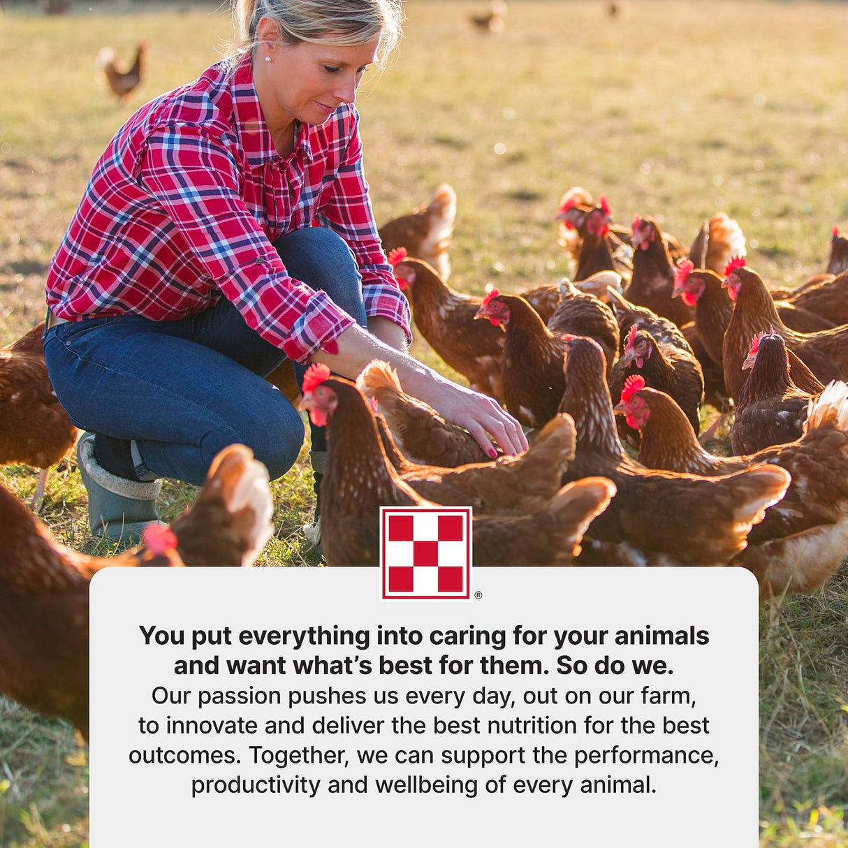 Purina Layena + High Protein Layer Chicken Feed (10 Pound)