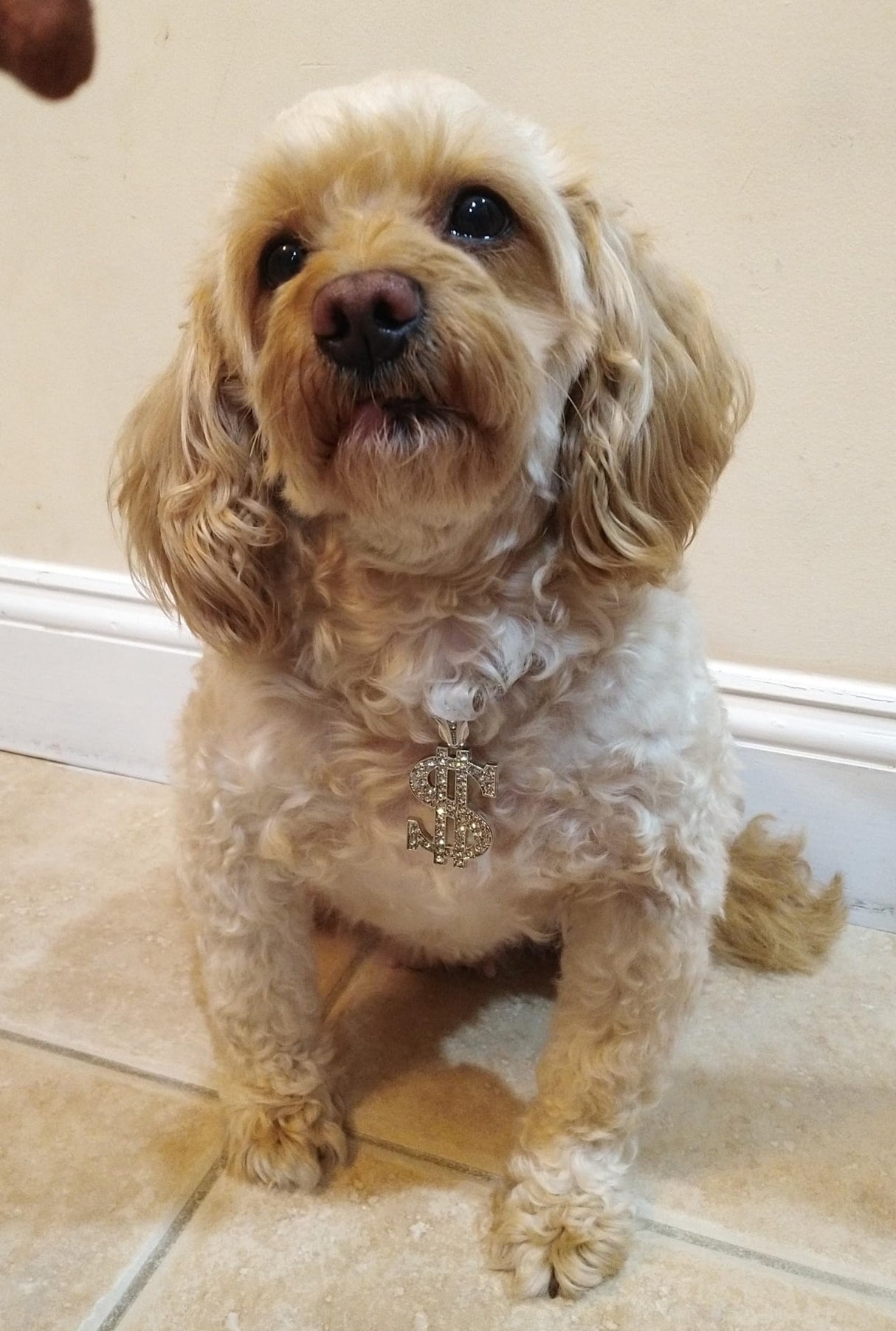 Pet Money Sign Pendant Necklace with Stone Studs, Fashion Jewelry for Dogs and Cats (Silver Tone, 12")