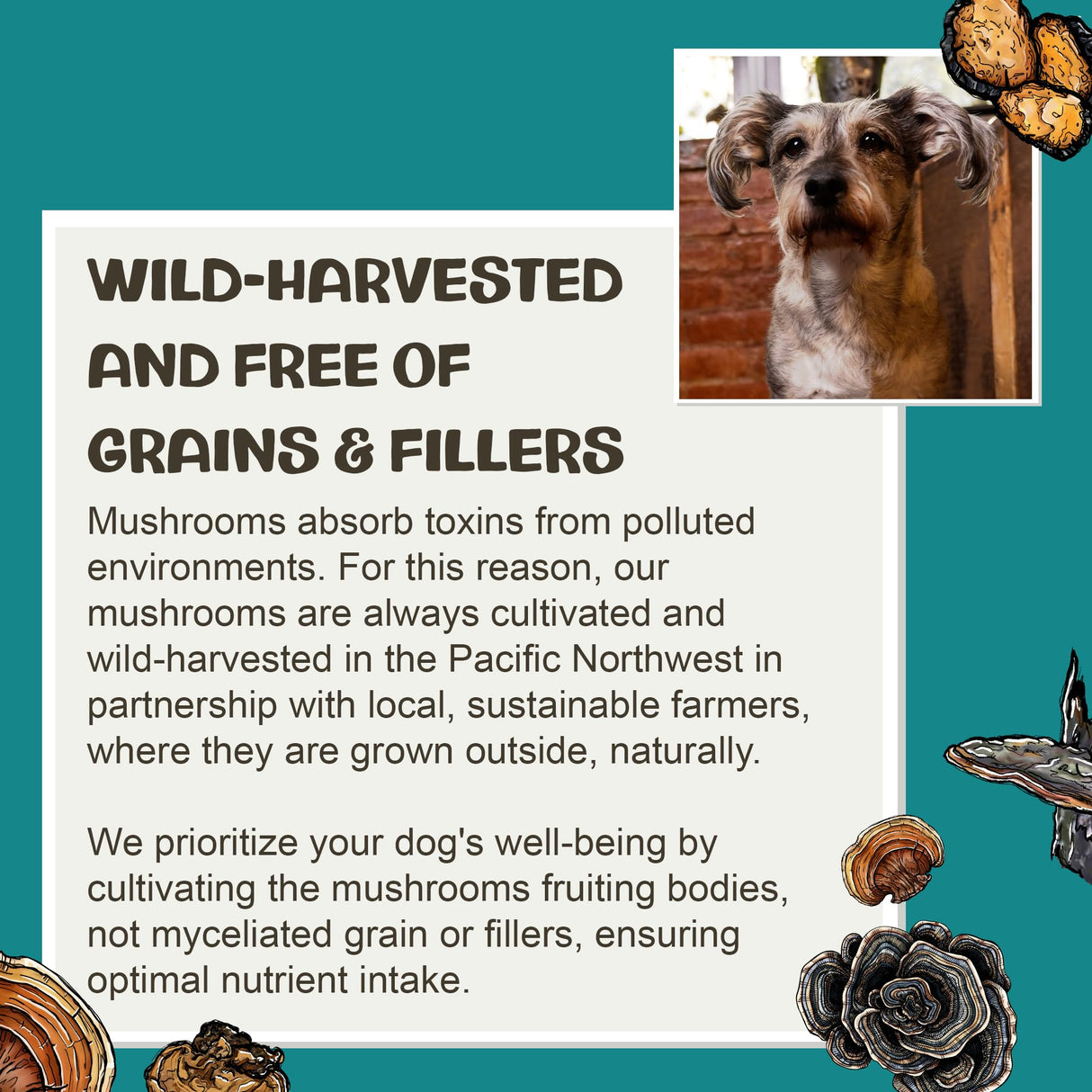 MycoDog Vitality - Turkey Tail Mushroom for Dogs - Mushroom & Adaptogen Supplement for Senior Dogs - Supporting Immune Health & Daily Wellness - with Reishi, Chaga