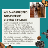 MycoDog Vitality - Turkey Tail Mushroom for Dogs - Mushroom & Adaptogen Supplement for Senior Dogs - Supporting Immune Health & Daily Wellness - with Reishi, Chaga