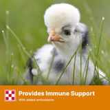 Purina Start and Grow | Non-Medicated Chick Feed Crumbles | Nutritionally Complete - 25 Pound (25 lb.) Bag