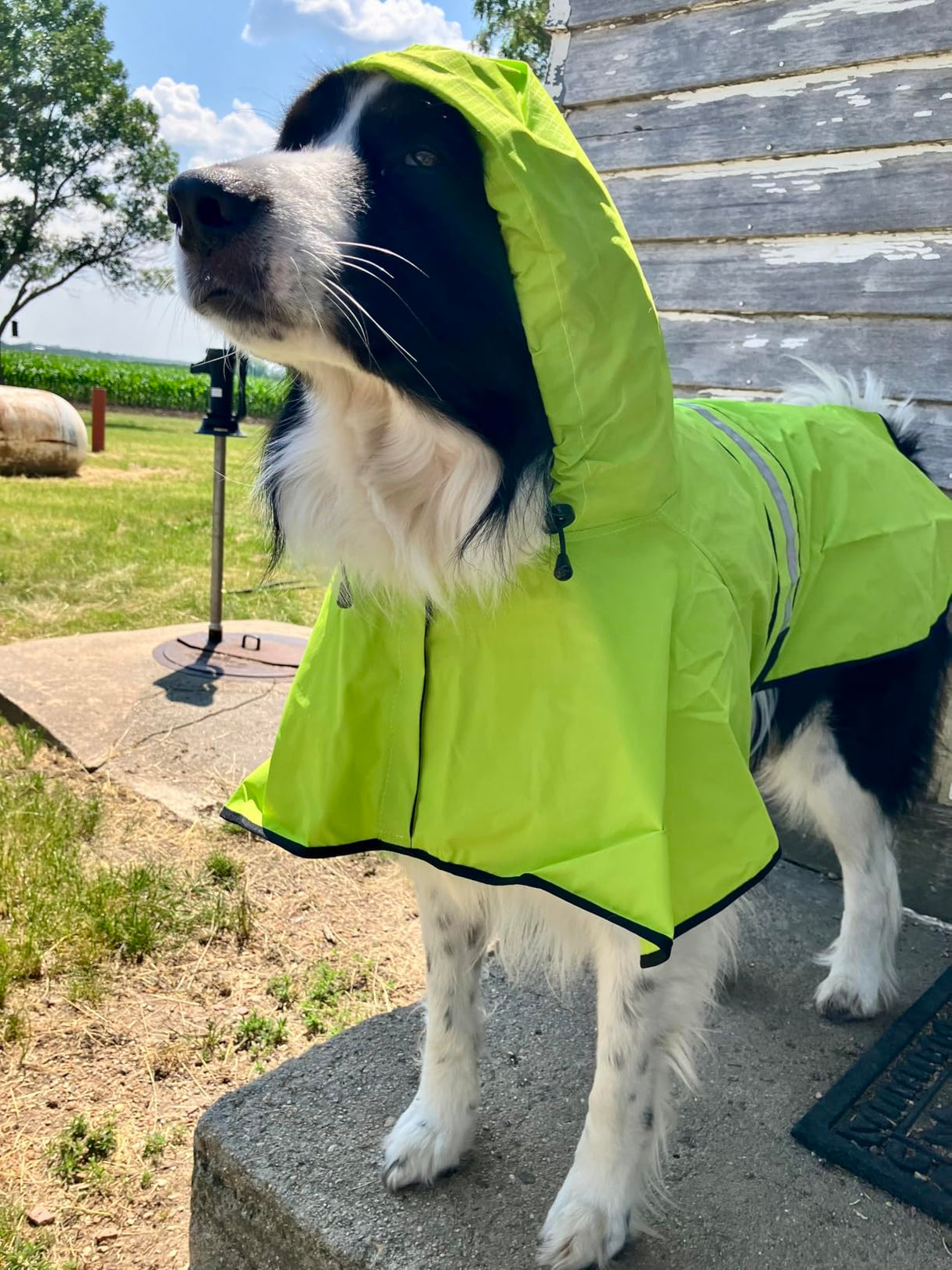 Candofly Dog Raincoat Hooded Poncho - Adjustable Waterproof Dog Rain Jacket Lightweight Reflective Dog Rain Coat Pet Slicker for Small Medium Large Dogs (Small, Green)