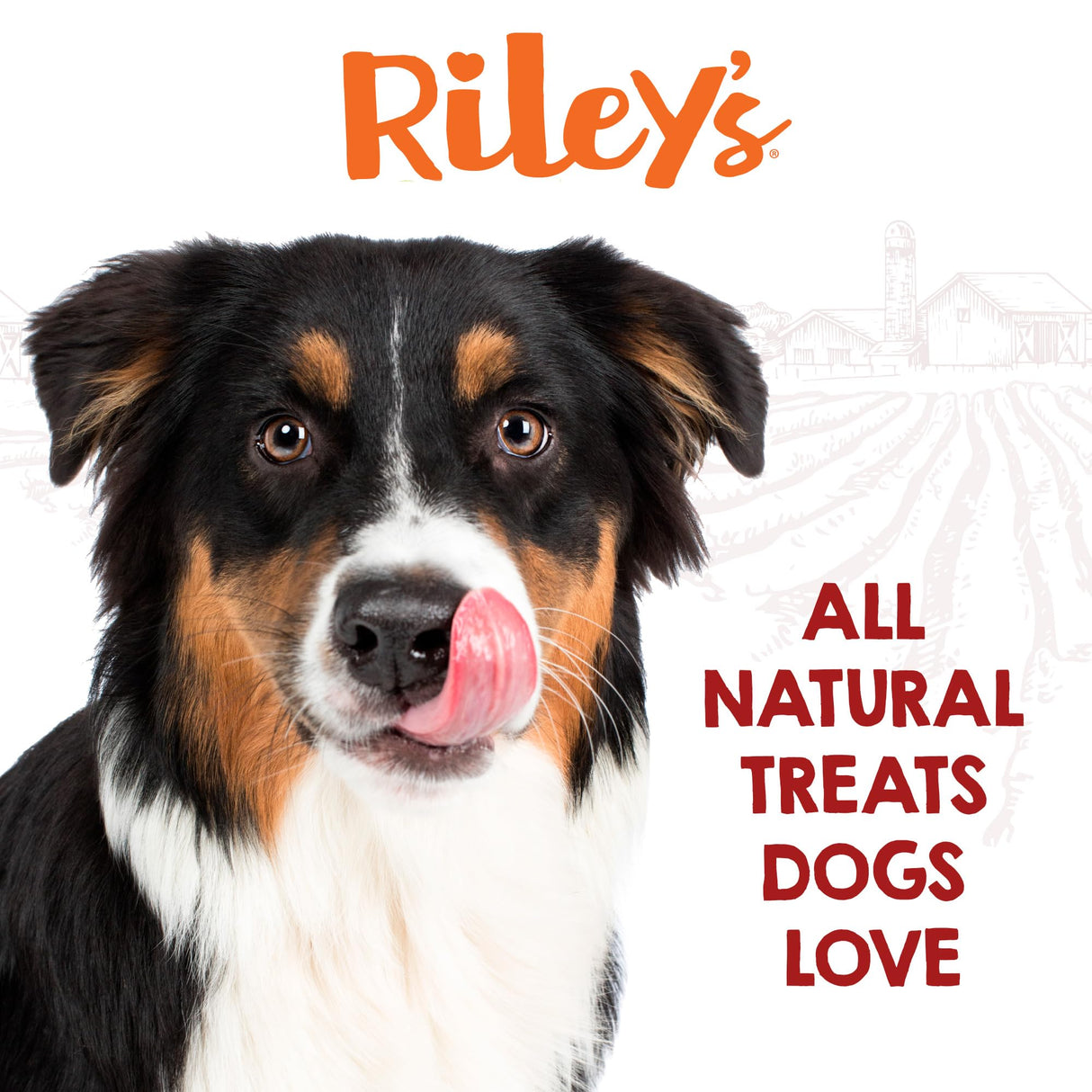 Riley's 6 Inch Beef Collagen Sticks for Dogs, Collagen Chews for Dogs, Bully Stick & Rawhide Alternative, Long Lasting, No Raw Hide Chews, Single Ingredient Dog Treat - 5 ct