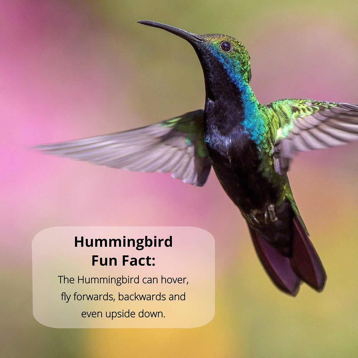 Sapphire Labs Nectar Defender - Hummingbird Nectar Extender That Prolongs The Life of Nectar for Hummingbird Feeders - It Works Exceptionally Well During Warm Weather Months - 2 Pack