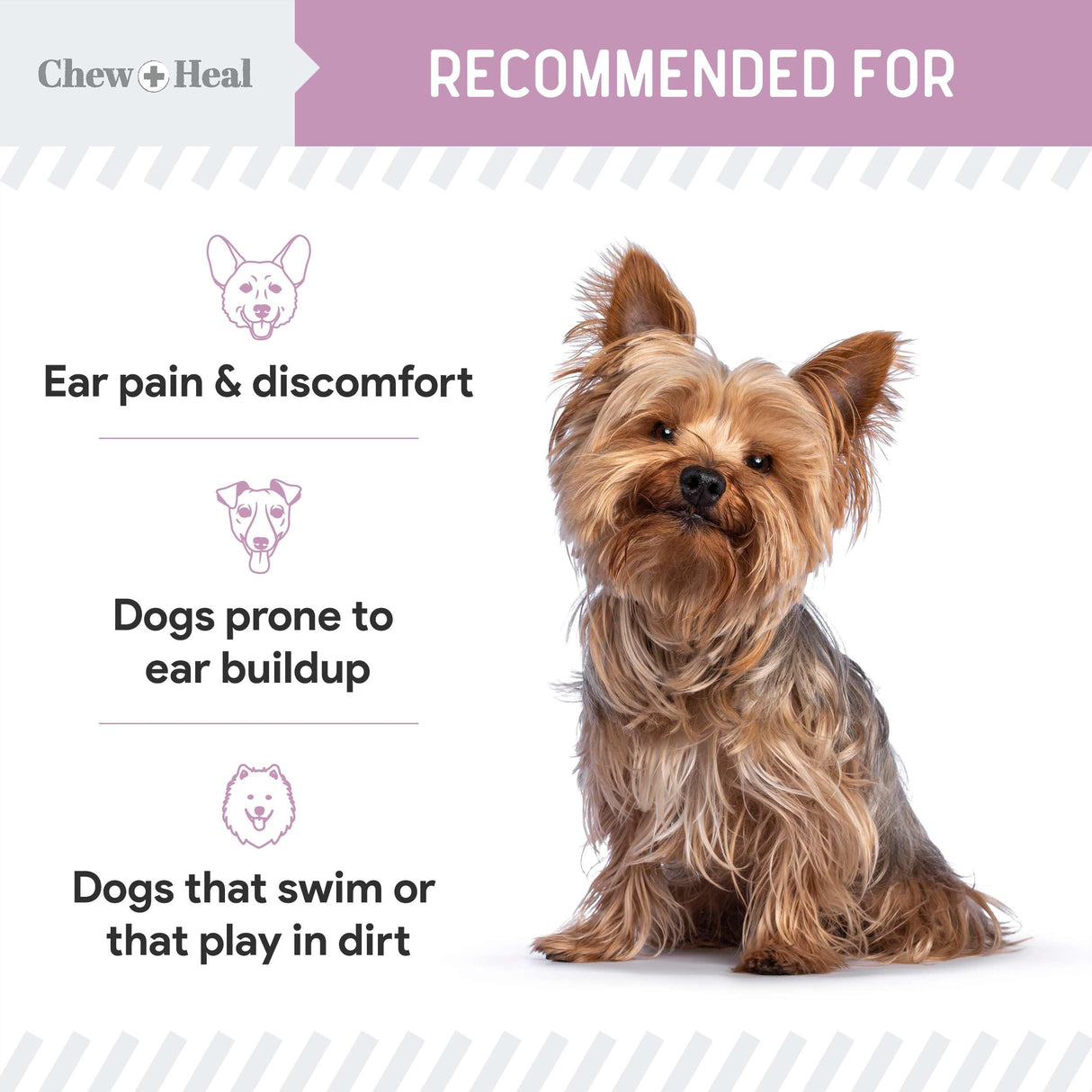 Chew + Heal Labs Dog Ear Cleaner - Medicated Dog Ear Buildup Drops for Dirt and Wax - 12 oz Advanced Flush with Chlorohexidine and Ketoconazole - Made in The USA