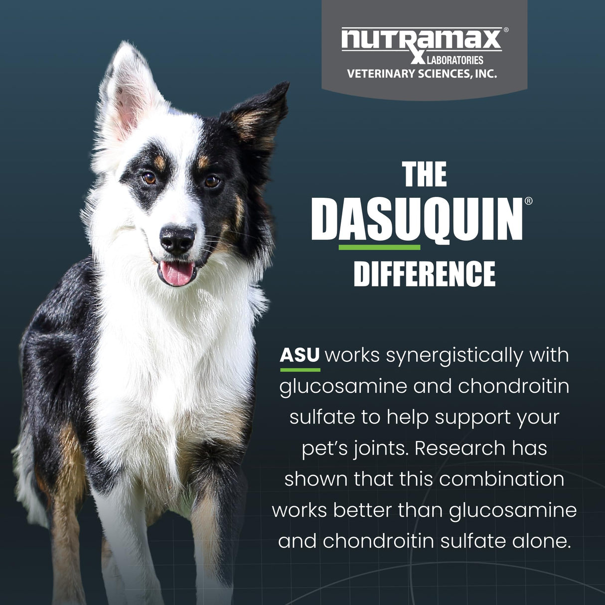 Nutramax Dasuquin for Small to Medium Dogs, Joint Health Supplement, Contains Glucosamine for Dogs, Plus Chondroitin, ASU and More, Supports Healthy Joints, Soft Chews, 84 Count