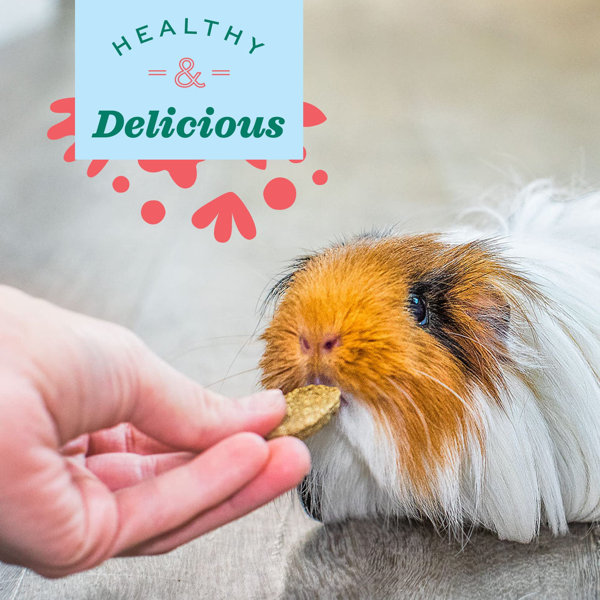 Oxbow Animal Health Natural Science Vitamin C Supplement, Vitamin C for Guinea Pig, Made with Oxbow Timothy Hay, Pet Supplements for Guinea Pigs, Veterinarian Formula, Made in USA, 8.4 oz