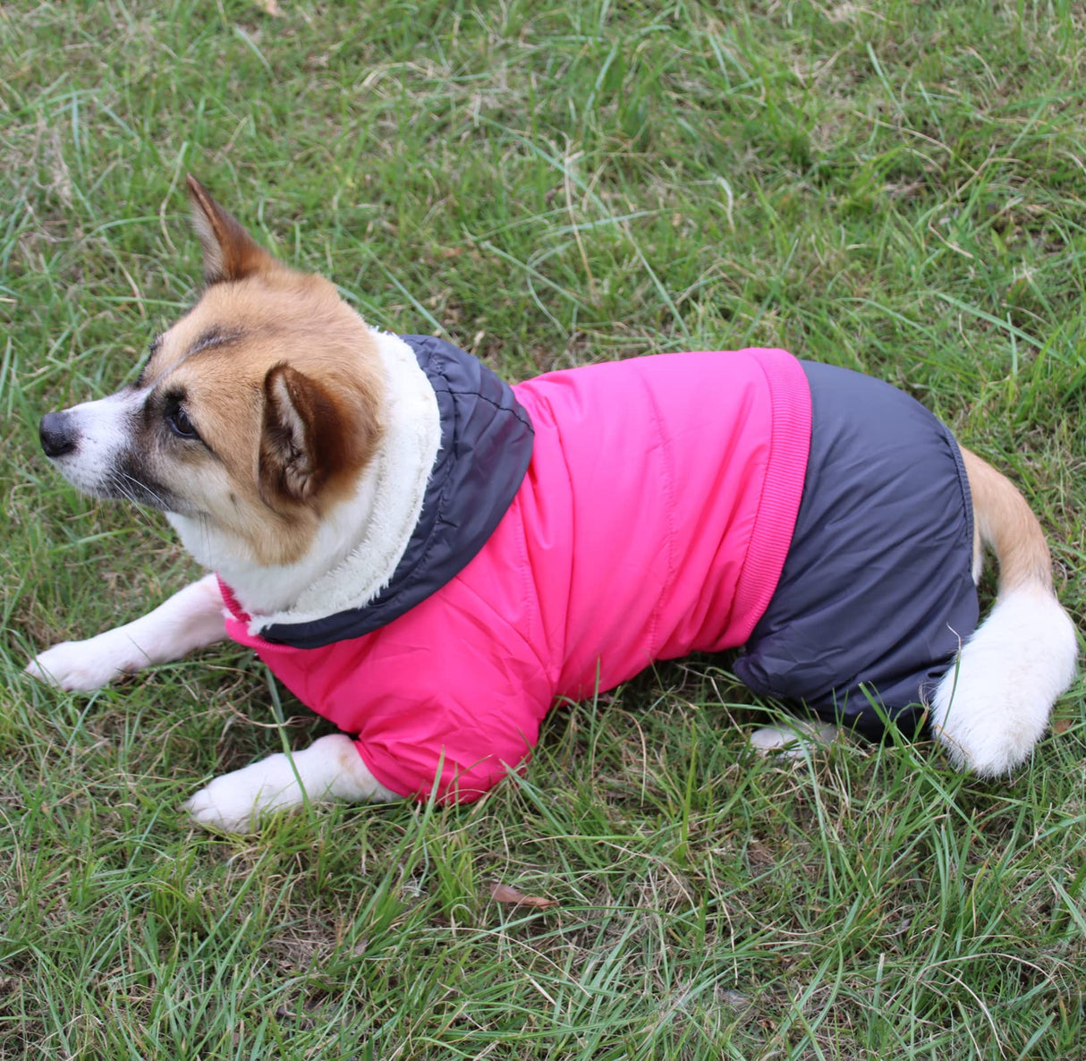 JoyDaog Fleece Lined Dog Coat with Detachable Hood and Detachable Hind Legs,Warm Puppy Jacket in Winter(Pink&Grey XS)