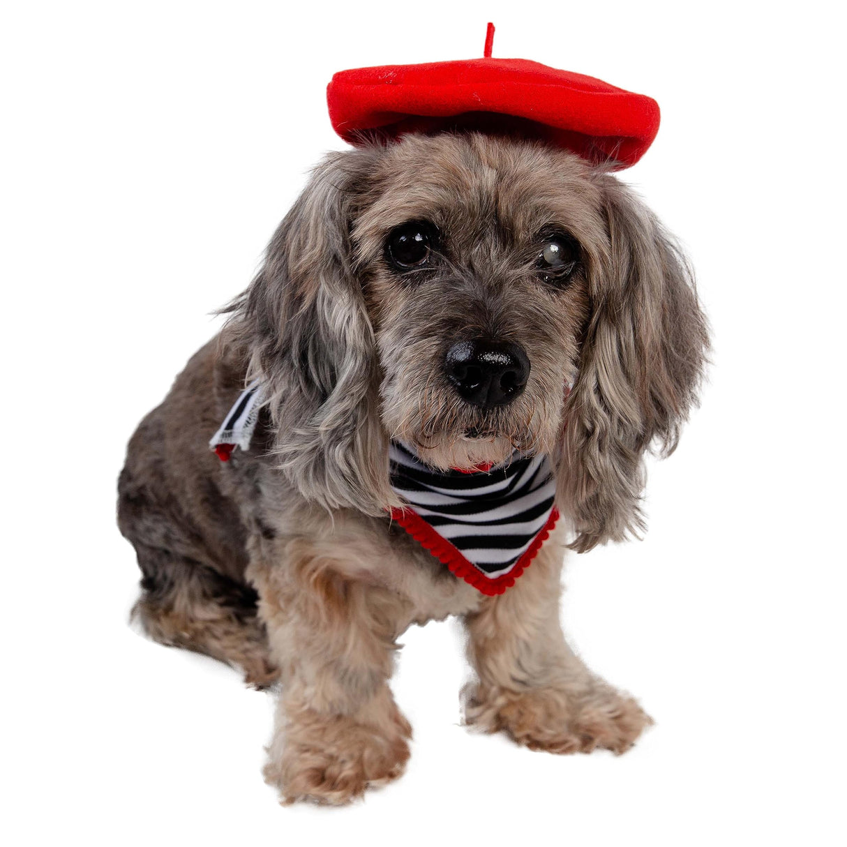 French Beret & Scarf Pet Costume - Two Piece Beret & Scarf Set - Dog & Cat Costume - One Size
