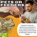 Bioactive Combo | 25 Powder Orange Isopods | 8oz Coco Temperate Springtails | Live Arrival Nationwide!
