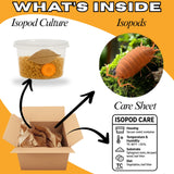 TC INSECTS 30 Count Powder Orange Isopods (Porcellionides Pruinosus) Bioactive Cleanup Crew & Reptile Food