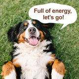 Mushroom for Dogs - with Turkey Tail Mushroom for Dogs, Lion’s Mane, Shiitake, 100g Powder, Immune & Digestive Health, Enhances Energy, Lumps & Bumps Supplement, Organic Mushrooms Supplement for Dog
