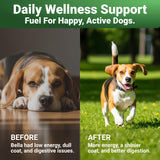 WuffWell Super Greens Powder for Dogs – Spirulina, Chlorella, Moringa, Glucosamine & Turmeric – Joint, Immune & Skin Support – Beef Flavor – Natural Dog Supplements – Vet Approved – Made in USA