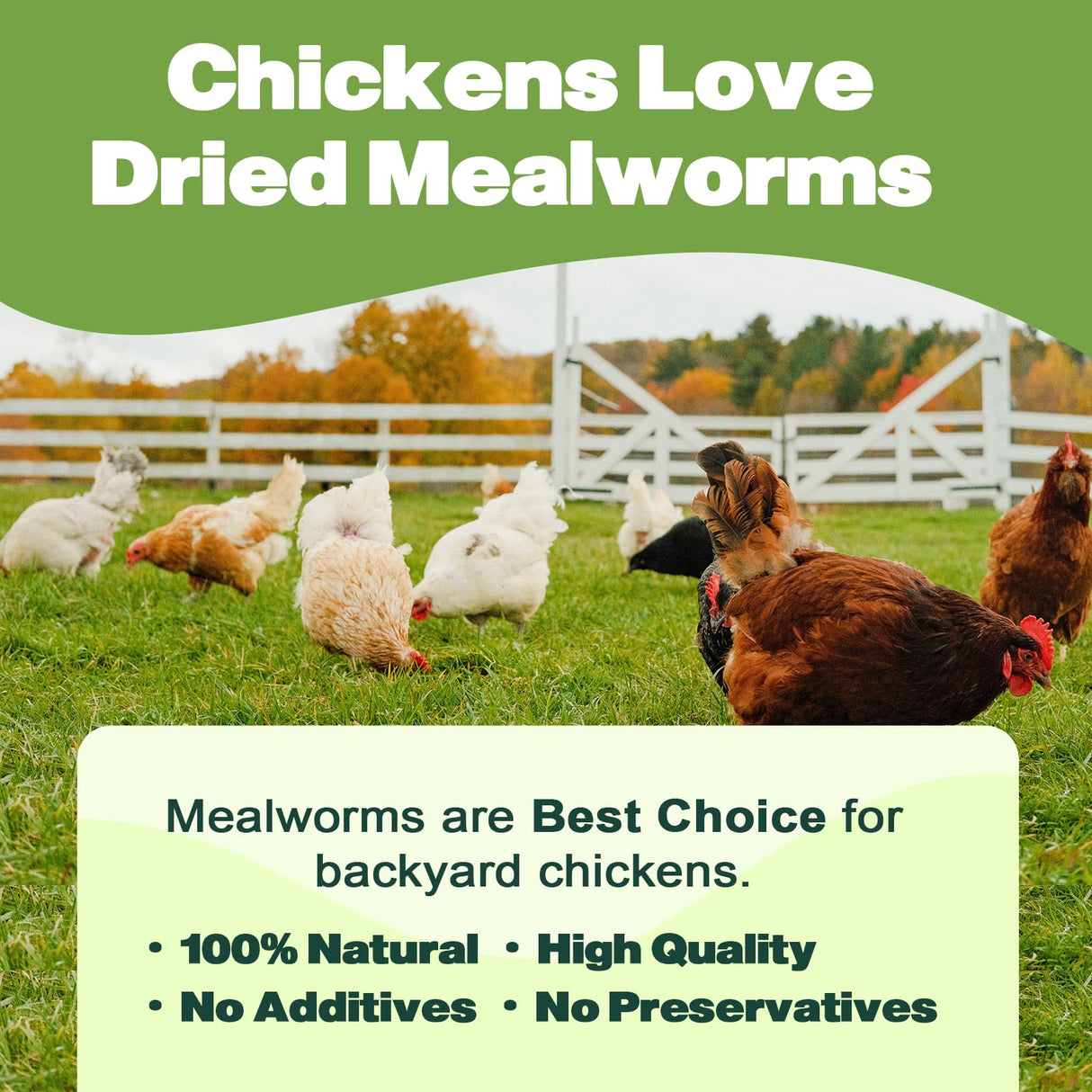 LIWII Dried Mealworms - 5 LBS - 100% Natural Non-GMO High Protein - Bulk Mealworms for Wild Birds, Chickens, Pet Treats & Reptile Food