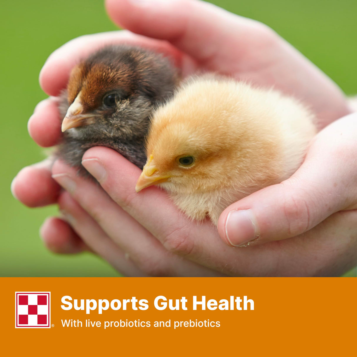 Purina Start and Grow | Non-Medicated Chick Feed Crumbles | Nutritionally Complete - 25 Pound (25 lb.) Bag