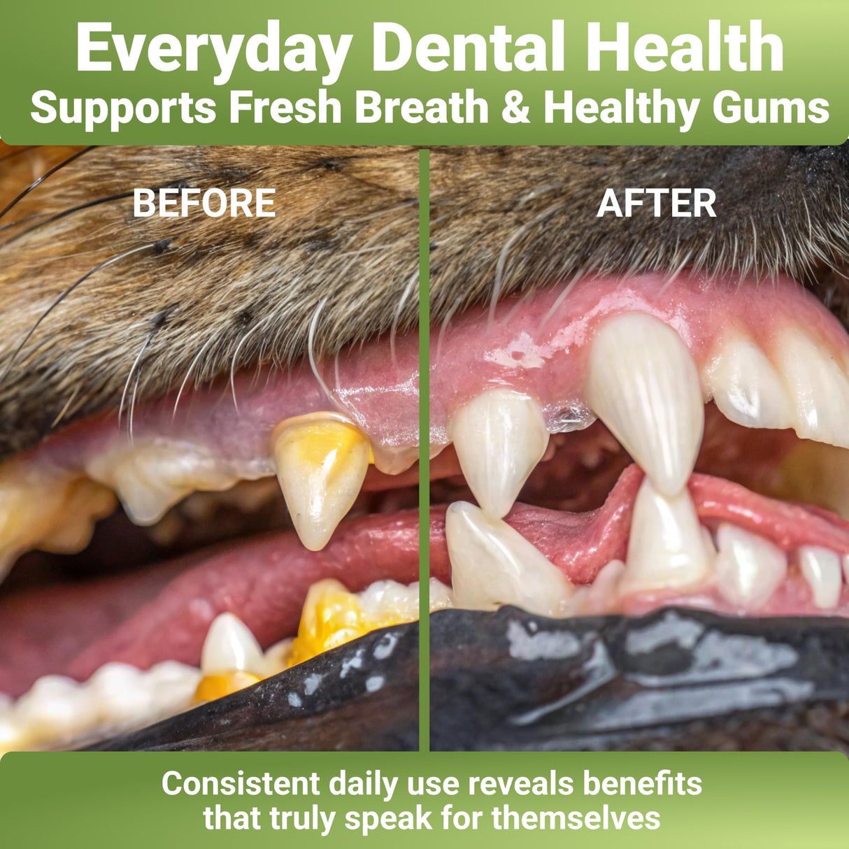 WuffWell Dog Teeth Cleaning Powder with Probiotics – Dog Dental Care for Plaque & Tartar Remover – Effective Dog's Teeth Care & Oral Hygiene for Fresh Breath – USA Made Dental Powder for Dogs Teeth