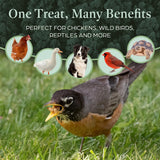 Dried Black Soldier Fly Larvae for Chickens & Ducks – Treats for Ducks, Hens, Wild Birds, Lizards, Tortoises & Fish – All Natural High Protein & Calcium – Mealworms Alternative – Made in North America