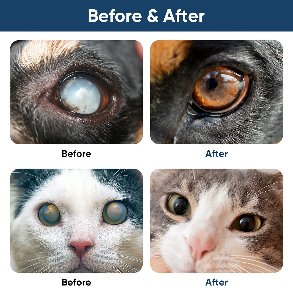 asomooh Cataract Drops for Dogs, Dog Eye Drops, Improve Vision Clarity, Improve Eye Vision and Cataracts(2 x 10 mL)
