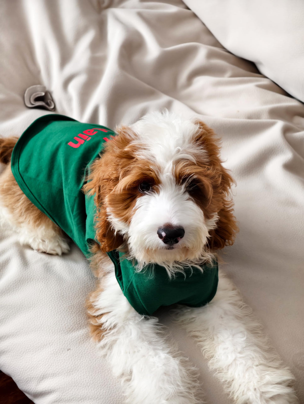 Fitwarm Naughty or Nice Christmas Dog Shirt, Dog Christmas Outfit for Small Dogs Boy Girl, Funny Doggy Tshirt, Pet Outfit, Green, Red, White, XXL