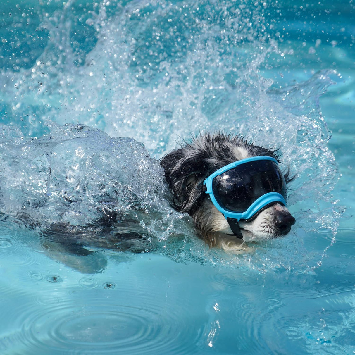 Rex Specs V2 Dog Goggles (Medium, Big Horn Blue)