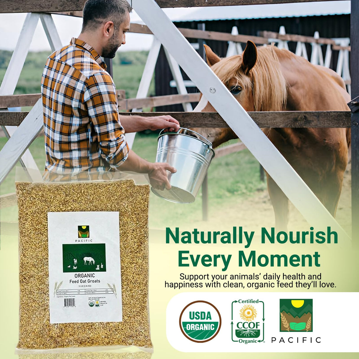 PACIFIC Organic Petfood Organic Feed Oat Groats - Oat Groats for Birds | Rich with Fiber & Minerals | USDA and CCOF Certified | Packed in USA | 2Lbs