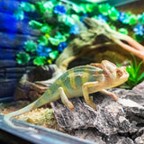 Eorbow 12lb Seiryu Stone, Aquarium Rocks for Terrariums, Paludarium, Vivariums, Reptile, Amphibian Enclosures, Fish Tank Decor for Aquarium Landscaping Models