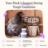 Grubbly Farms Vitamins + Electrolytes Water Supplement for Chickens (30 Day)