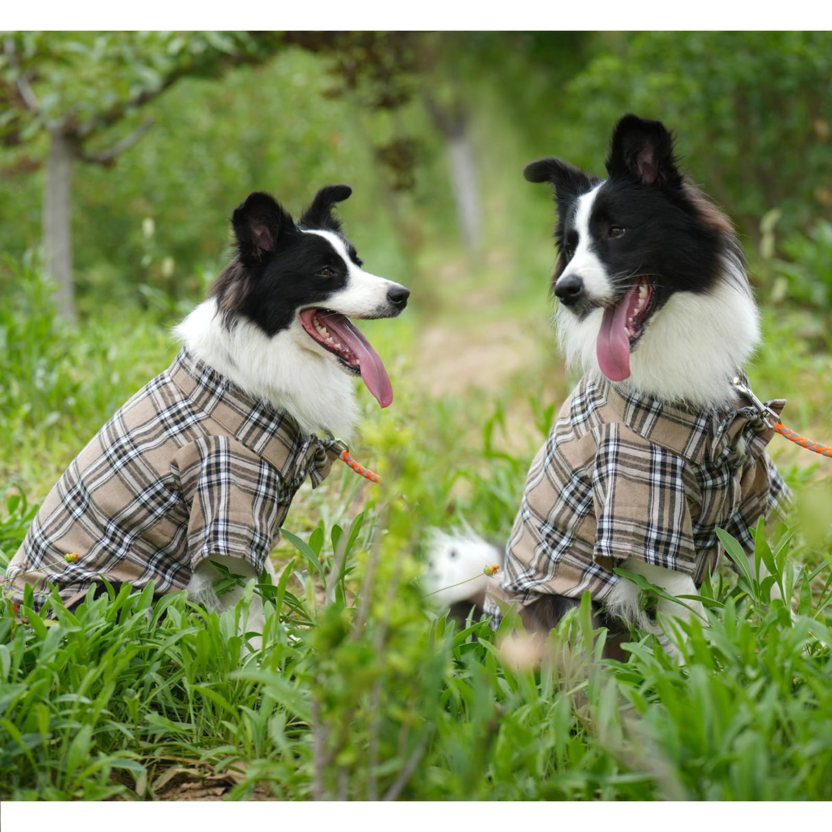 Plaid Dog Shirt,Soft Casual Pet Shirt Clothes, Dog Cotton Shirt with Bow Tie for Wedding,Christmas Costumes (Dark Khaki, XX-Large)