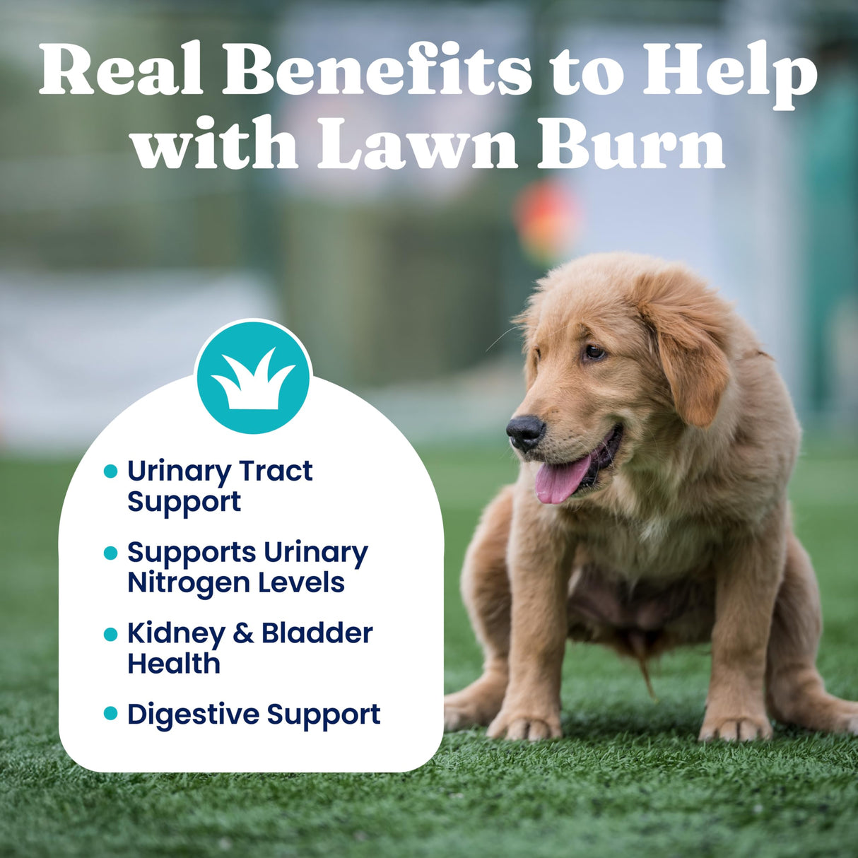 Solid Gold Dog Pee Grass Repair Chews - Dog Urine Neutralizer for Lawn w/Urinary Tract, Kidney, Bladder & pH Support to Reduce Grass Pee Spots & Burn - Pet Urine Neutralizer Treats - Bacon - 120ct