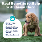 Solid Gold Dog Pee Grass Repair Chews - Dog Urine Neutralizer for Lawn w/Urinary Tract, Kidney, Bladder & pH Support to Reduce Grass Pee Spots & Burn - Pet Urine Neutralizer Treats - Bacon - 120ct