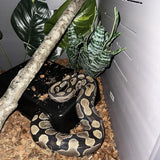 Amypet Large Snake Hides for Ball Pythons and Different Reptiles Durable Material Easy to Clean 16.5 x10.6 x 4.3inch (XXL)