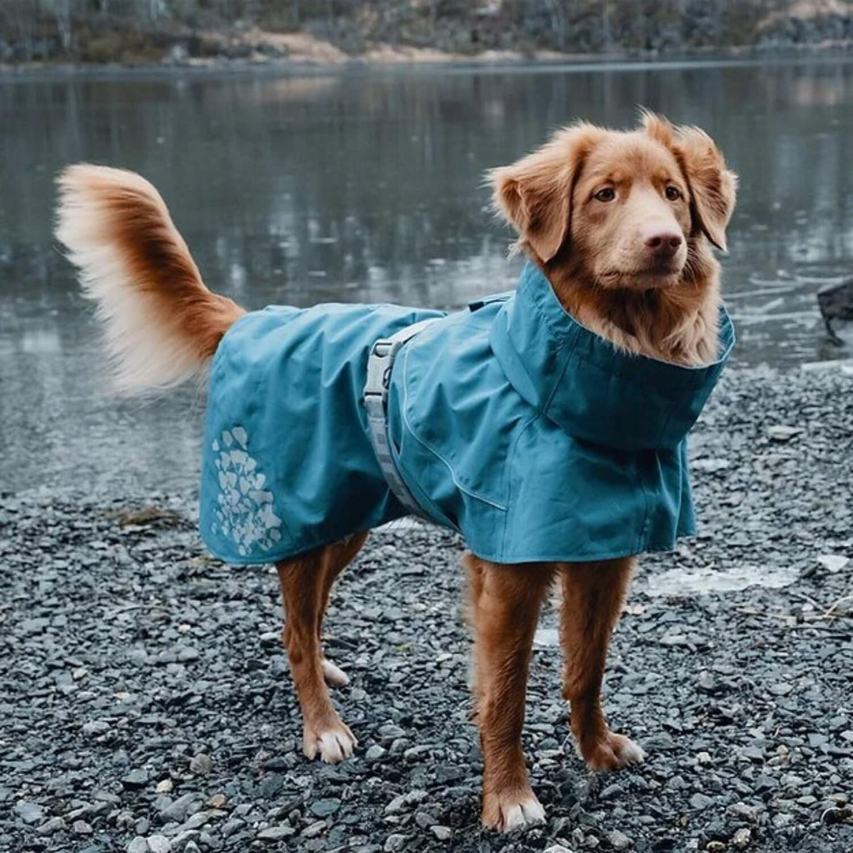 Hurtta Monsoon Coat, Dog Raincoat, Bilberry, 16 in