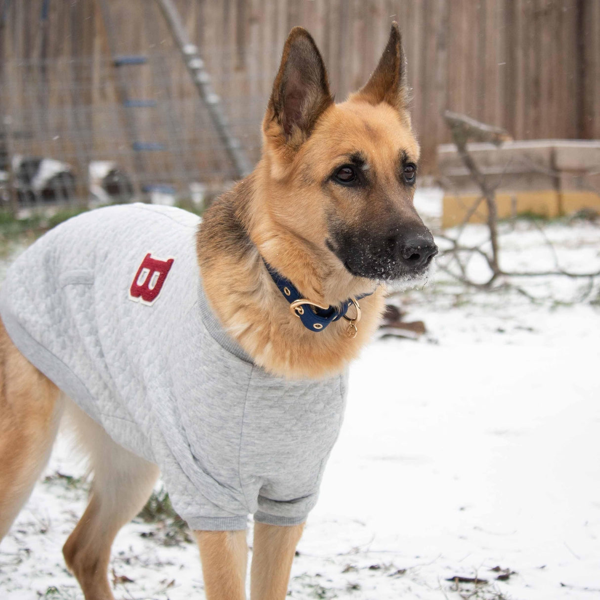 Blueberry Pet Soft & Comfy Baseball Fans Favorite Argyle Jacquard Pullover Dog Sweatshirt in Grey, Back Length 22", Pack of 1 Jacket for Dogs