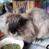 Sherwood Pet Health Adult Rabbit Food Alfalfa Timothy Hay-Based Blend 4.5 lbs, Grain and Soy-Free for Better Digestion