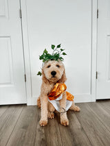 Midlee Toga Dog Halloween Costume (XXX-Large)