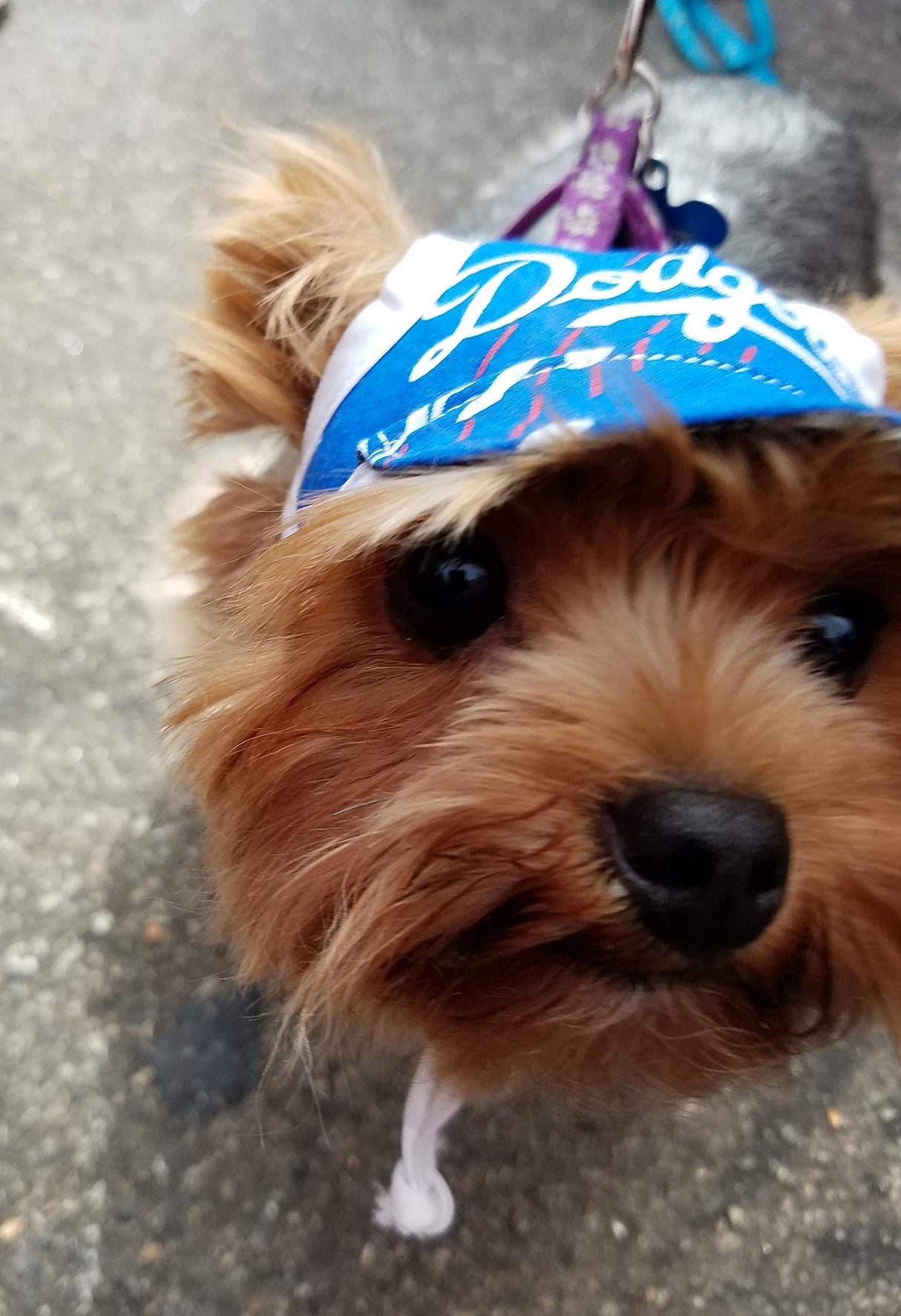 Dog Hat - Dodgers Sports Fabric