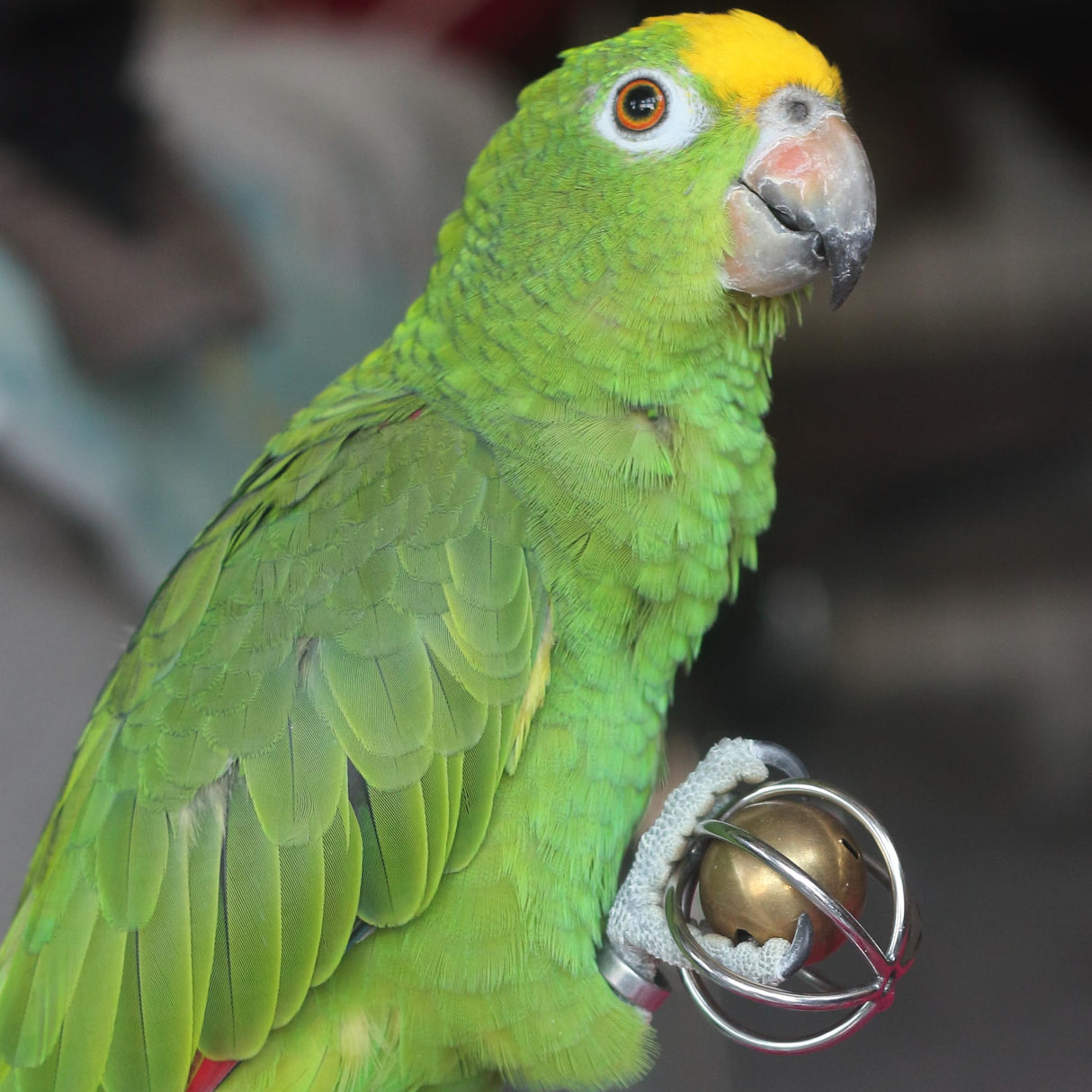 Fosrion Heavy Duty Stainless Steel Bird Toy for Large Parrots - Chew-Proof Foraging Ball with Bell for Macaws, Cockatoos, African Greys (Large)
