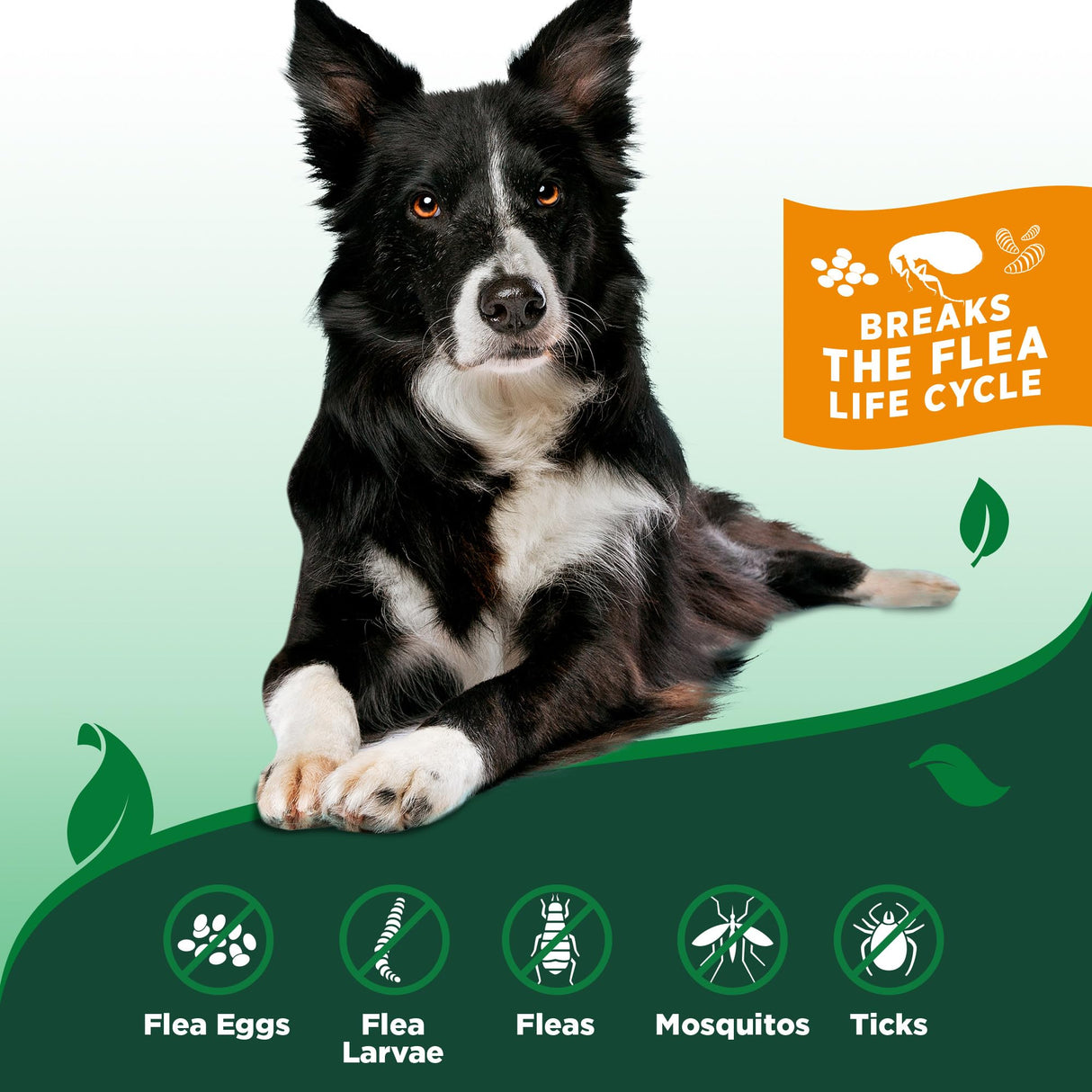 Vet’s Best Indoor Flea and Tick Spray – Dog Flea and Tick Treatment for Home, Plant-Based Formula with Natural Oils, Kills Fleas, Eggs & Ticks on Contact, Made in USA, 32 oz