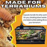 Bioactive Combo | 25 Powder Orange Isopods | 8oz Coco Temperate Springtails | Live Arrival Nationwide!