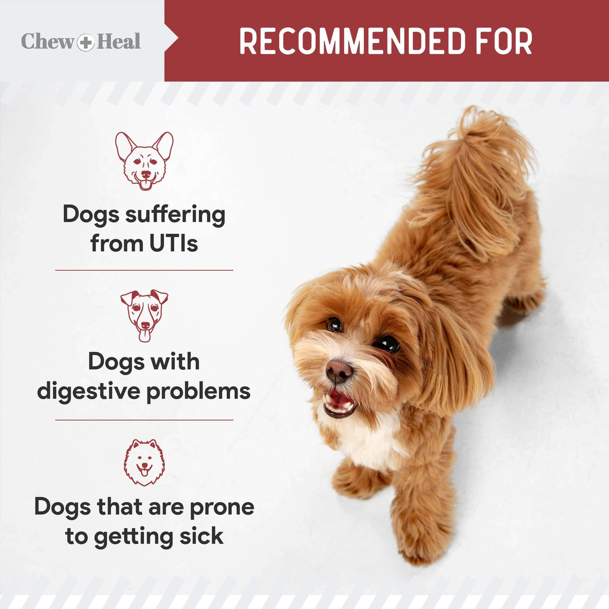 Dog UTI Treatment Cranberry Supplement for Dogs, 120 Soft Chews - Natural Urinary Tract Infection Support and Healthy Bladder Control – Made with Echinacea and Vitamin C