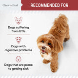 Dog UTI Treatment Cranberry Supplement for Dogs, 120 Soft Chews - Natural Urinary Tract Infection Support and Healthy Bladder Control – Made with Echinacea and Vitamin C