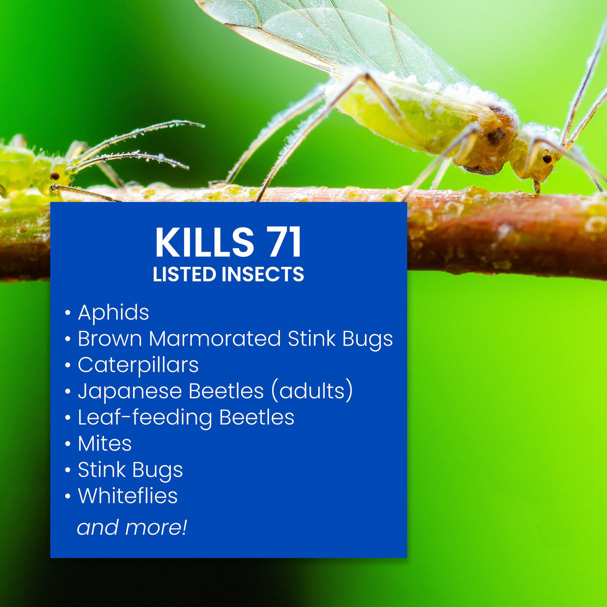 BioAdvanced Complete Brand Insect Killer for Soil and Turf I, Concentrate, 32 oz